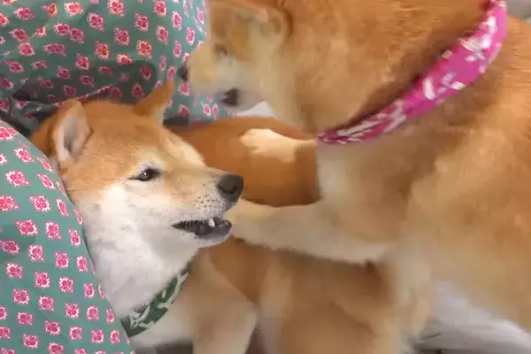 兄犬が弟犬に『威嚇』した結果→見ていた『姉犬』が…まるで『本当のお母さんのような行動』に反響「容赦なくて草」「お尻ペンペンｗ」「最高」
