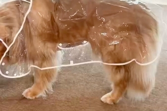 雨なので『カッパ』を着せられた大型犬→思った以上に『この世の終わりのような表情』に2万いいね「好きすぎるｗｗ」「虚無顔がかわいそ可愛い」