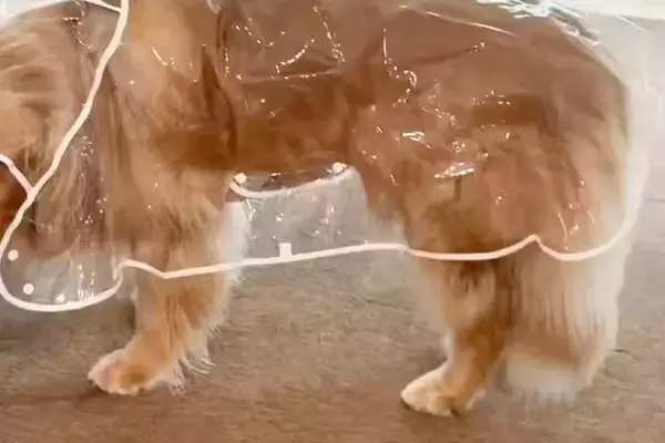 雨なので『カッパ』を着せられた大型犬→思った以上に『この世の終わりのような表情』に2万いいね「好きすぎるｗｗ」「虚無顔がかわいそ可愛い」