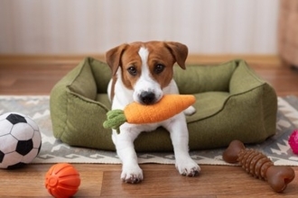 犬にとって『超危険なおもちゃ』7選　絶対に与えてはいけない玩具の特徴や考えられるトラブルまで