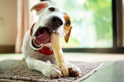 犬にとって『超危険なおもちゃ』7選　絶対に与えてはいけない玩具の特徴や考えられるトラブルまで