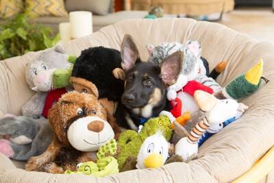 犬にとって『超危険なおもちゃ』7選　絶対に与えてはいけない玩具の特徴や考えられるトラブルまで