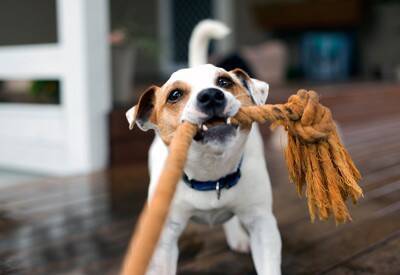 犬にとって『超危険なおもちゃ』7選　絶対に与えてはいけない玩具の特徴や考えられるトラブルまで