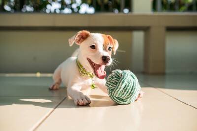 犬にとって『超危険なおもちゃ』7選　絶対に与えてはいけない玩具の特徴や考えられるトラブルまで