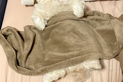 夫がくしゃみをした結果→寝ていた犬が『ビックリ』してしまい…人間すぎる『表情』に1万いいね集まる「可愛くてツボ」「トトロかと思ったｗ」