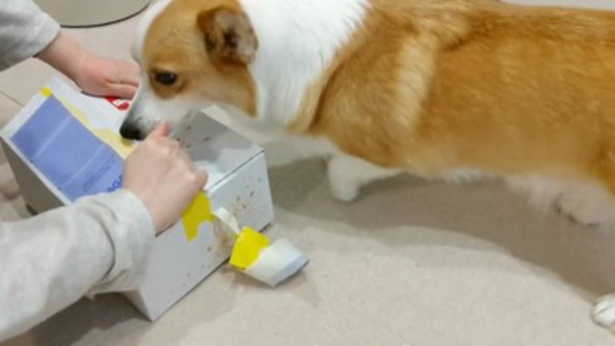 犬が『自分そっくりのポケモン』と出会ったら…まさかの友情が芽生える 