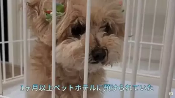 10歳の老犬が『飼い主の入院』で1ヶ月以上ペットホテルに…涙あふれる『感動的な結末』が5万再生「本当によかった」「幸せになってね」