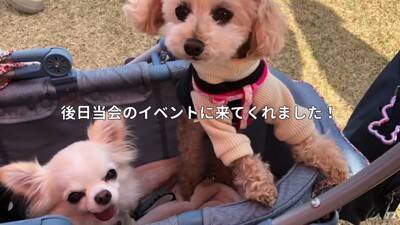 10歳の老犬が『飼い主の入院』で1ヶ月以上ペットホテルに…涙あふれる『感動的な結末』が5万再生「本当によかった」「幸せになってね」