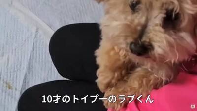 10歳の老犬が『飼い主の入院』で1ヶ月以上ペットホテルに…涙あふれる『感動的な結末』が5万再生「本当によかった」「幸せになってね」
