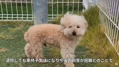 10歳の老犬が『飼い主の入院』で1ヶ月以上ペットホテルに…涙あふれる『感動的な結末』が5万再生「本当によかった」「幸せになってね」