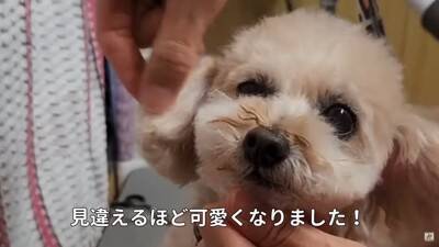 10歳の老犬が『飼い主の入院』で1ヶ月以上ペットホテルに…涙あふれる『感動的な結末』が5万再生「本当によかった」「幸せになってね」