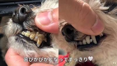 10歳の老犬が『飼い主の入院』で1ヶ月以上ペットホテルに…涙あふれる『感動的な結末』が5万再生「本当によかった」「幸せになってね」