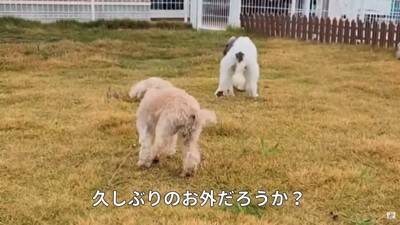 10歳の老犬が『飼い主の入院』で1ヶ月以上ペットホテルに…涙あふれる『感動的な結末』が5万再生「本当によかった」「幸せになってね」