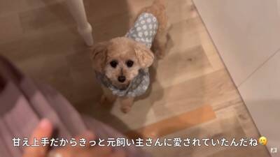 10歳の老犬が『飼い主の入院』で1ヶ月以上ペットホテルに…涙あふれる『感動的な結末』が5万再生「本当によかった」「幸せになってね」