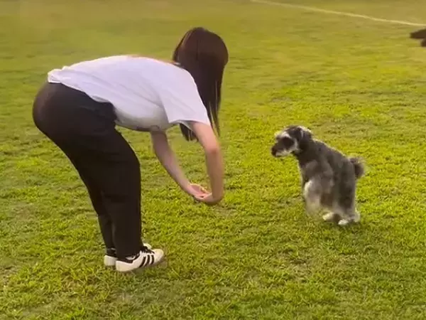 お姉ちゃんと息ぴったりでトレーニングする犬→ママがやってみた結果…コントのような『違いすぎる光景』が11万再生「最後ｗ」「センスある」