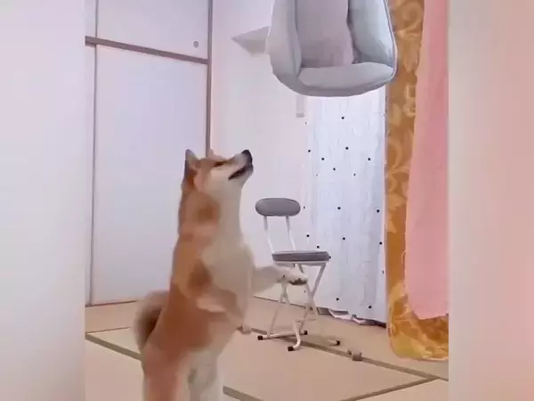 犬のベッドを洗ったら、不満が爆発して…想像以上に『文句タラタラな光景』が76万再生「なんて可愛いクレーマー」「めっちゃなんか言ってて草」