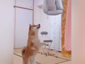 犬のベッドを洗ったら、不満が爆発して…想像以上に『文句タラタラな光景』が76万再生「なんて可愛いクレーマー」「めっちゃなんか言ってて草」