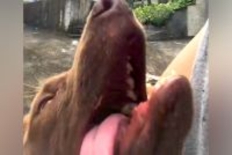 『炎天下に放置されていた犬』を保護→ボロボロで立つことさえ難しく…涙腺崩壊する『3年後の変化』が482万再生「奇跡のよう」「勇気貰った」