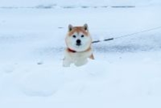 大寒波の日、空港までお母さんを迎えにきた犬→大雪の中で気が付いた瞬間…とんでもなく尊い反応が9万再生「喜びが爆発してるw」「愛を感じる」