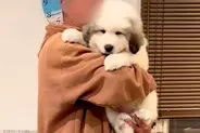 『超大型犬の子犬』を飼い始めた結果→簡単に抱っこできていたのに、1ヶ月後には…想像を上回る『衝撃の成長』に反響「モフモフ」「大物の予感」