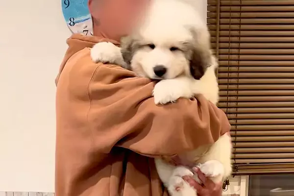 『超大型犬の子犬』を飼い始めた結果→簡単に抱っこできていたのに、1ヶ月後には…想像を上回る『衝撃の成長』に反響「モフモフ」「大物の予感」