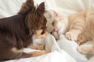 『おもちゃを奪い取った猫』VS『取り返したい犬』→優しく猫パンチされたら…ビビりすぎてしまった『表情』に爆笑「顔ｗｗ」「驚き方可愛すぎ」