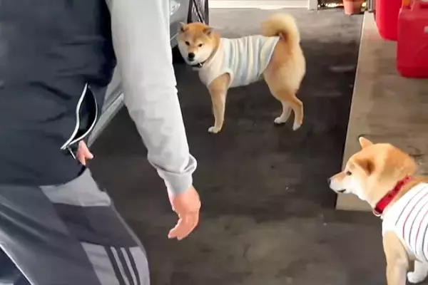 『家に犬を入れたいおじいちゃん』VS『入りたがらない犬』車の周りで追いかけて…可愛すぎる戦いに反響「エンドレスで草」「舐められてるｗ」