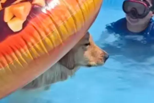 プールで『浮き輪』を使う大型犬→ふと『おしり』を見てみると…思っているのと違う『まさかの体勢』が20万再生「なんとも言えない表情で草」
