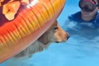 プールで『浮き輪』を使う大型犬→ふと『おしり』を見てみると…思っているのと違う『まさかの体勢』が20万再生「なんとも言えない表情で草」