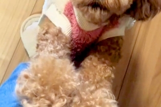 『服を着替えただけなのに…』ママの外出の気配を察した犬→家から出たくなくなる『切ないアピールと表情』に反響「めちゃ喋ってるｗ」「必死ｗ」