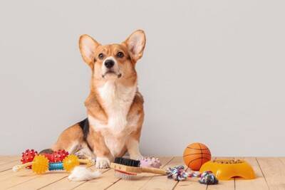 犬がすぐに飽きてしまう『おもちゃ』の共通点3つ　長く遊べる玩具の特徴や興味をそそる工夫まで