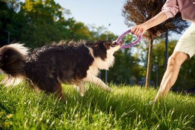 犬がすぐに飽きてしまう『おもちゃ』の共通点3つ　長く遊べる玩具の特徴や興味をそそる工夫まで