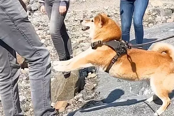 カナダで散歩する2匹の犬→途中で見かけたお兄さんに『一目惚れ』をして…まるで『恋』をしているような行動が25万再生「私も突撃されたい」