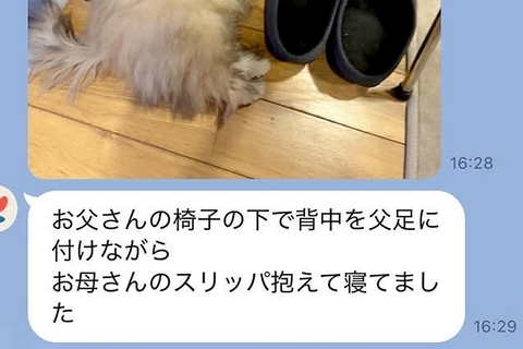 突然、夫からLINE→『赤ちゃん犬の写真』が送られてきたので、確認すると…あまりに尊い『欲張りな光景』に反響「今すぐに帰りたくなる」