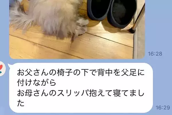 突然、夫からLINE→『赤ちゃん犬の写真』が送られてきたので、確認すると…あまりに尊い『欲張りな光景』に反響「今すぐに帰りたくなる」