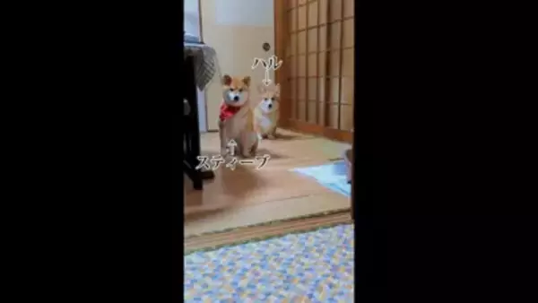 飼い主に怒られる柴犬…なぜか一緒に怒られてくれるコーギーが話題に 「兄弟みたい」「コーギーのほうが申し訳なさそう」と56万再生を突破