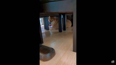 飼い主に怒られる柴犬…なぜか一緒に怒られてくれるコーギーが話題に 「兄弟みたい」「コーギーのほうが申し訳なさそう」と56万再生を突破