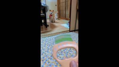 飼い主に怒られる柴犬…なぜか一緒に怒られてくれるコーギーが話題に 「兄弟みたい」「コーギーのほうが申し訳なさそう」と56万再生を突破