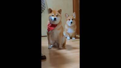 飼い主に怒られる柴犬…なぜか一緒に怒られてくれるコーギーが話題に 「兄弟みたい」「コーギーのほうが申し訳なさそう」と56万再生を突破