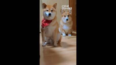 飼い主に怒られる柴犬…なぜか一緒に怒られてくれるコーギーが話題に 「兄弟みたい」「コーギーのほうが申し訳なさそう」と56万再生を突破