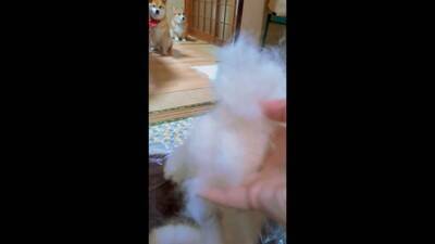 飼い主に怒られる柴犬…なぜか一緒に怒られてくれるコーギーが話題に 「兄弟みたい」「コーギーのほうが申し訳なさそう」と56万再生を突破