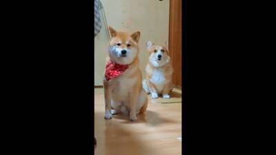 飼い主に怒られる柴犬…なぜか一緒に怒られてくれるコーギーが話題に 「兄弟みたい」「コーギーのほうが申し訳なさそう」と56万再生を突破