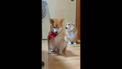 飼い主に怒られる柴犬…なぜか一緒に怒られてくれるコーギーが話題に 「兄弟みたい」「コーギーのほうが申し訳なさそう」と56万再生を突破