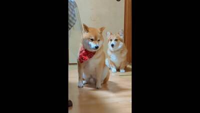 飼い主に怒られる柴犬…なぜか一緒に怒られてくれるコーギーが話題に 「兄弟みたい」「コーギーのほうが申し訳なさそう」と56万再生を突破