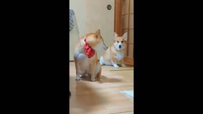 飼い主に怒られる柴犬…なぜか一緒に怒られてくれるコーギーが話題に 「兄弟みたい」「コーギーのほうが申し訳なさそう」と56万再生を突破