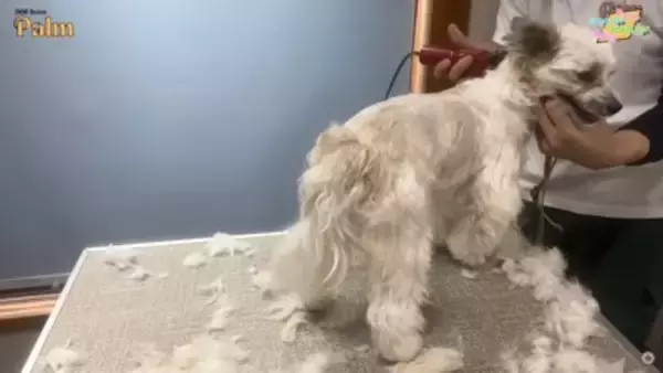 口輪もできない『噛みつき犬』をトリミングしたら…少しずつ"心を開いていく"様子が41万再生「神ですか？」「尊敬する」と賞賛の声続々