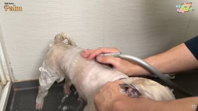 口輪もできない『噛みつき犬』をトリミングしたら…少しずつ"心を開いていく"様子が41万再生「神ですか？」「尊敬する」と賞賛の声続々