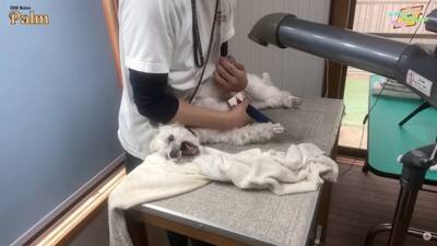 口輪もできない『噛みつき犬』をトリミングしたら…少しずつ"心を開いていく"様子が41万再生「神ですか？」「尊敬する」と賞賛の声続々