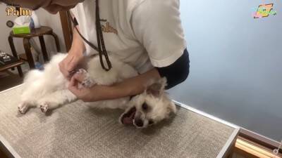 口輪もできない『噛みつき犬』をトリミングしたら…少しずつ"心を開いていく"様子が41万再生「神ですか？」「尊敬する」と賞賛の声続々