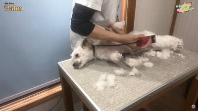 口輪もできない『噛みつき犬』をトリミングしたら…少しずつ"心を開いていく"様子が41万再生「神ですか？」「尊敬する」と賞賛の声続々